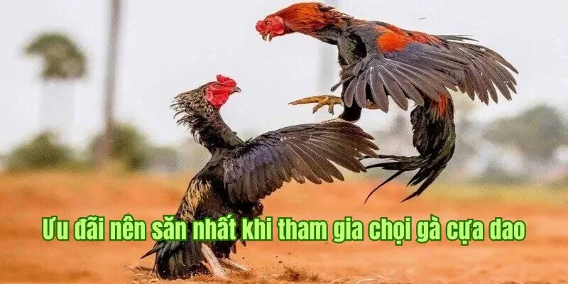 Đá Gà Cựa Dao - Siêu Phẩm Kịch Tính Hàng Đầu Tại Good88 3 Ưu đãi nên săn nhất khi tham gia chọi gà cựa dao