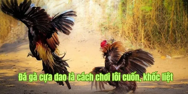Trực Tiếp Đá Gà Thomo Good88 - Hình Thức Phát Sóng Phổ Biến 2 Đá gà cựa dao là cách chơi lôi cuốn, khốc liệt nhưng hấp dẫn