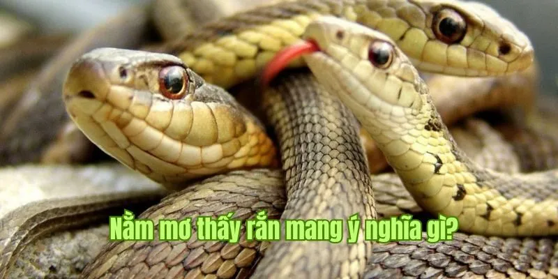 Nằm Mơ Thấy Rắn Good88 - Cùng Khám Phá Bí Ẩn Từ Chiêm Bao 6 Nằm mơ thấy rắn là chiêm bao mang nhiều ý nghĩa khác nhau